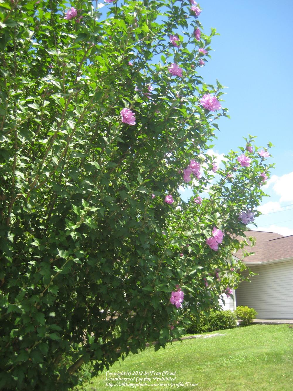 Photo of Roses of Sharon (Hibiscus syriacus) uploaded by Fran
