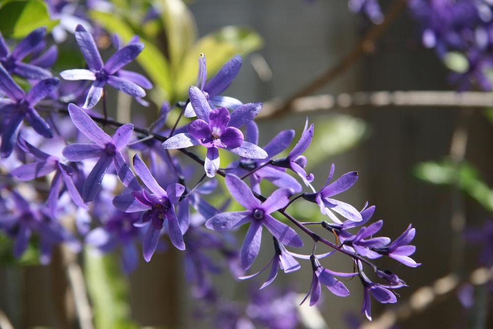Photo of Queen's Wreath (Petrea volubilis) uploaded by RobertB