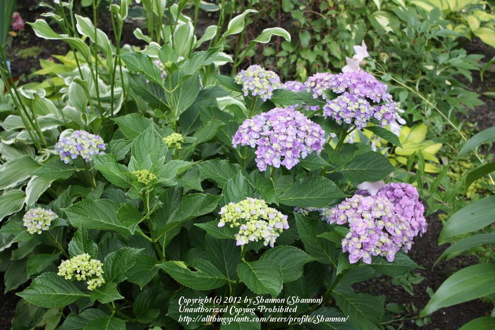 Photo of Hydrangea (Hydrangea macrophylla Forever & Ever® Together ) uploaded by Shannon