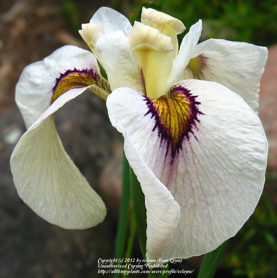 Photo of Species X Iris (Iris 'Okagami') uploaded by eclayne