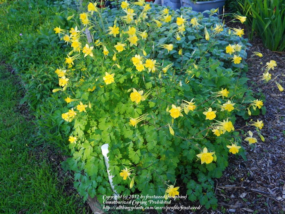 Photo of Golden Columbine (Aquilegia chrysantha) uploaded by frostweed