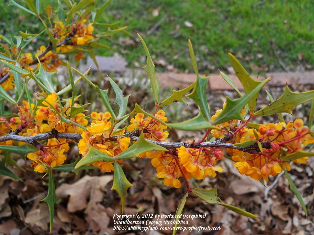 Photo of Mexican Barberry (Alloberberis trifoliolata) uploaded by frostweed