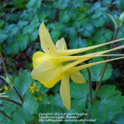 Location: My yard in Arlington, Texas.
Date: 2012-03-20
Side view of flower.