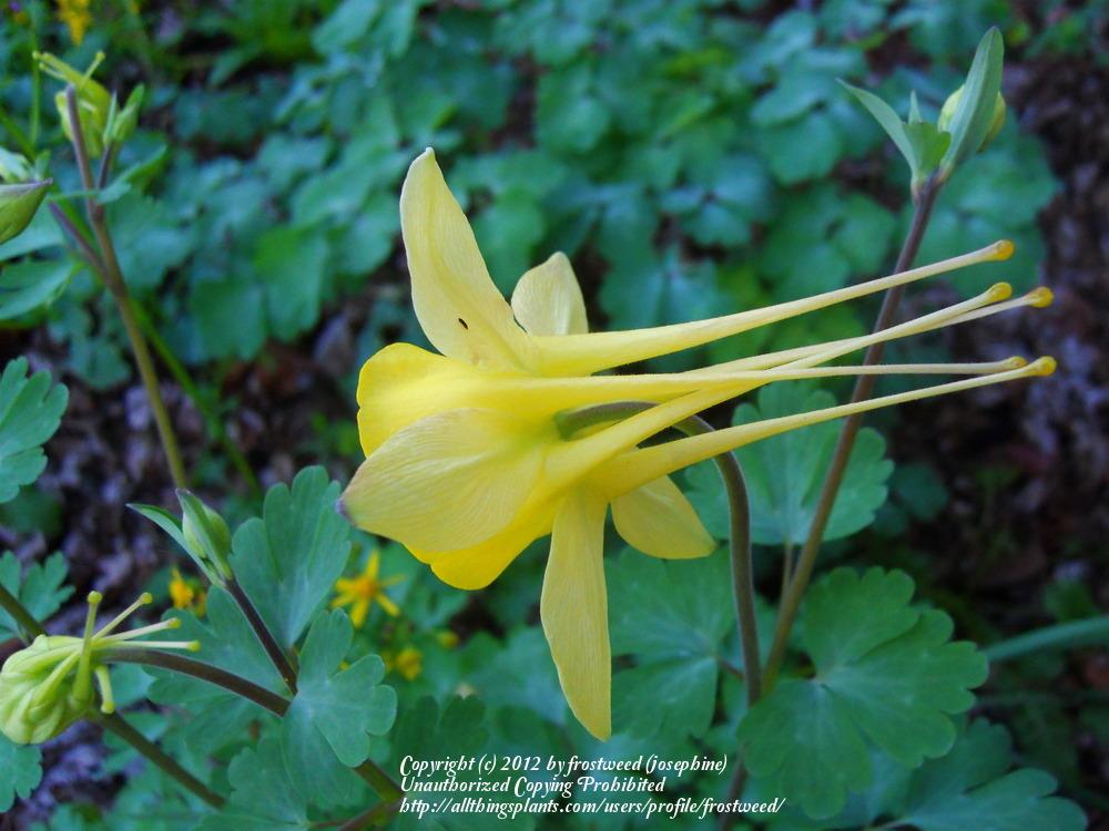 Photo of Golden Columbine (Aquilegia chrysantha) uploaded by frostweed