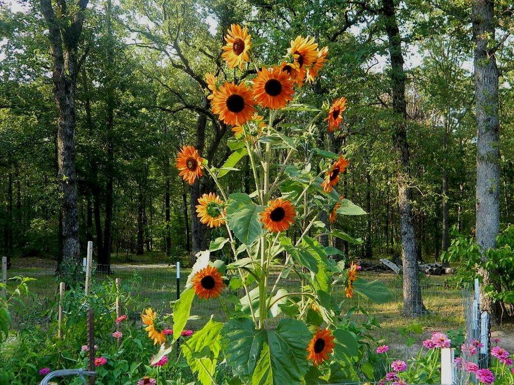 Photo of Sunflower (Helianthus annuus 'Velvet Queen') uploaded by wildflowers