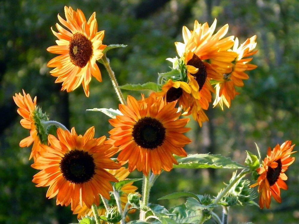 Photo of Sunflower (Helianthus annuus 'Velvet Queen') uploaded by wildflowers