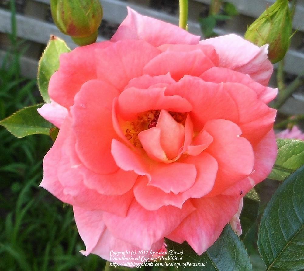 Photo of Rose (Rosa 'Julie Andrews') uploaded by zuzu