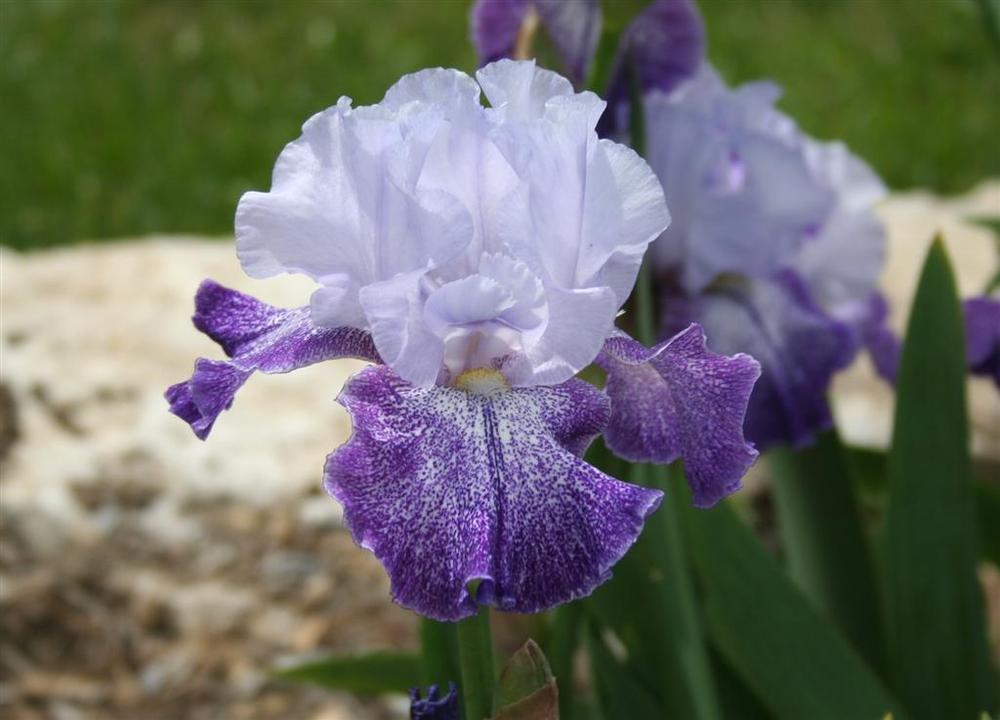 Photo of Tall Bearded Iris (Iris 'Splashacata') uploaded by KentPfeiffer