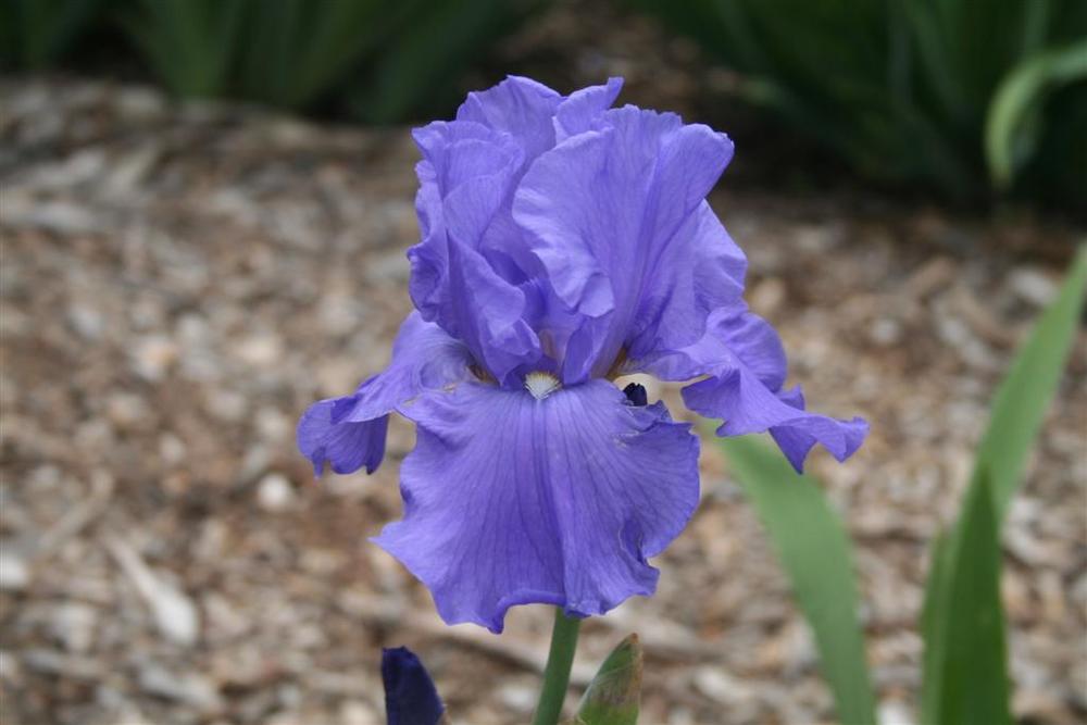 Photo of Tall Bearded Iris (Iris 'Shipshape') uploaded by KentPfeiffer
