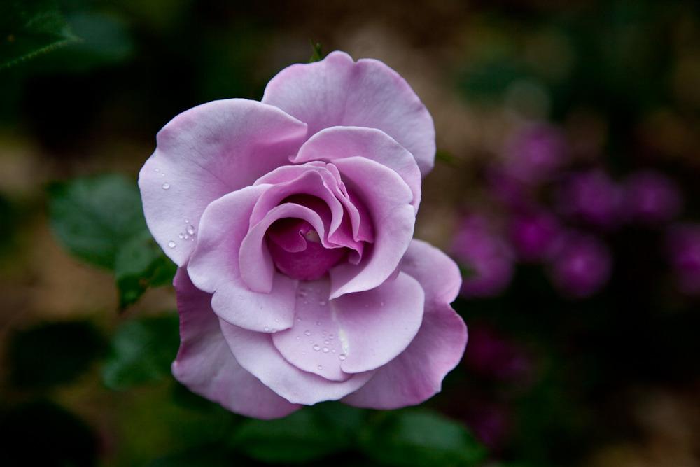 Photo of Rose (Rosa 'Blueberry Hill') uploaded by Mike