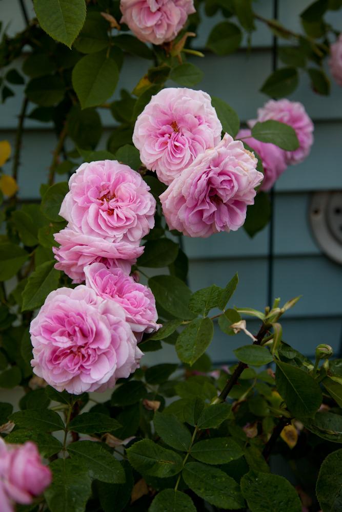 Photo of Rose (Rosa 'Gertrude Jekyll') uploaded by Mike
