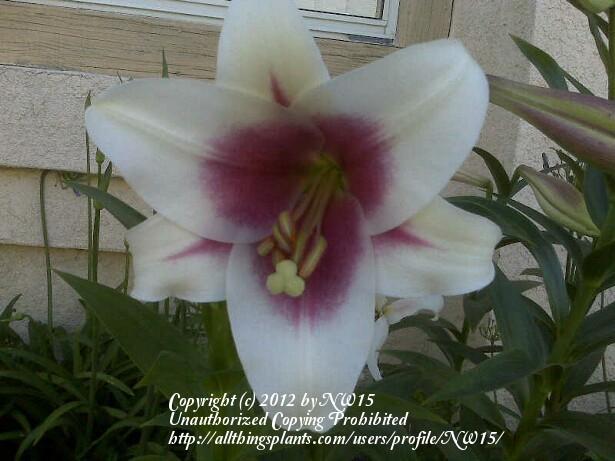 Photo of Lily (Lilium Triumphator) uploaded by NW15