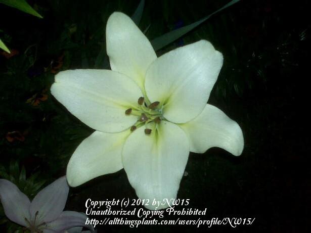 Photo of Lily (Lilium 'Courier') uploaded by NW15