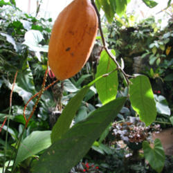 Location: Sarasota, Florida
Date: 2012-06-12
Inside this yellow fruit lies the seeds that when ground become..