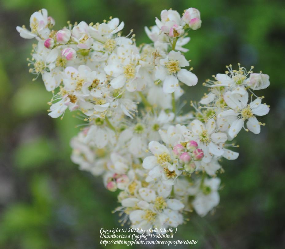 Photo of Meadowsweet (Filipendula vulgaris) uploaded by chelle