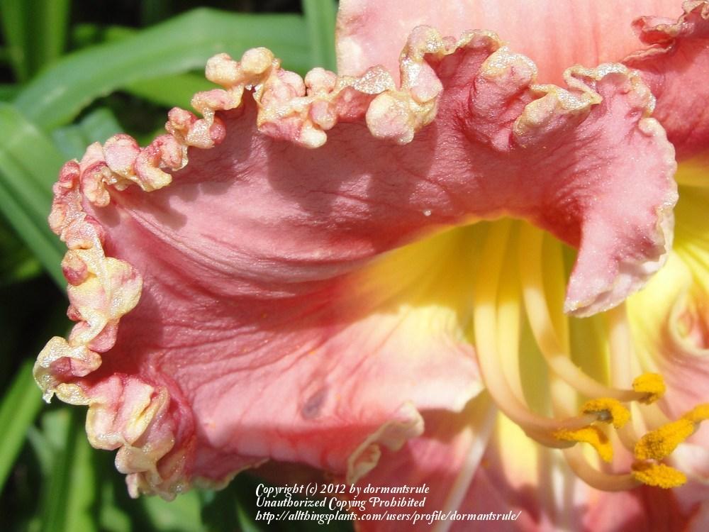 Photo of Daylily (Hemerocallis 'Strawberry Sensation') uploaded by dormantsrule