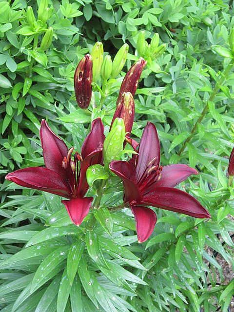 Photo of Lily (Lilium 'Dimension') uploaded by ge1836