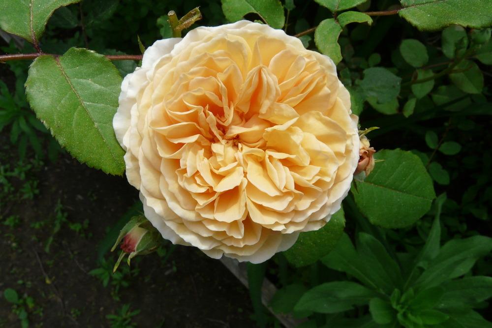 Photo of English Shrub Rose (Rosa 'Crown Princess Margareta') uploaded by kassiap