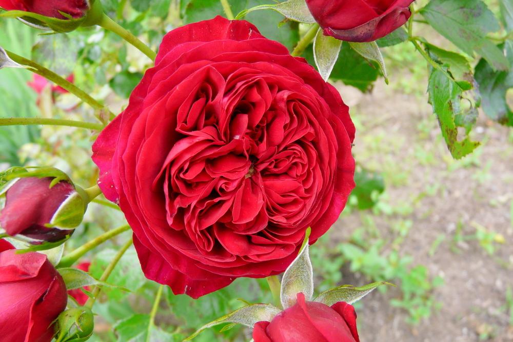 Photo of Rose (Rosa 'Rotkaeppchen') uploaded by kassiap