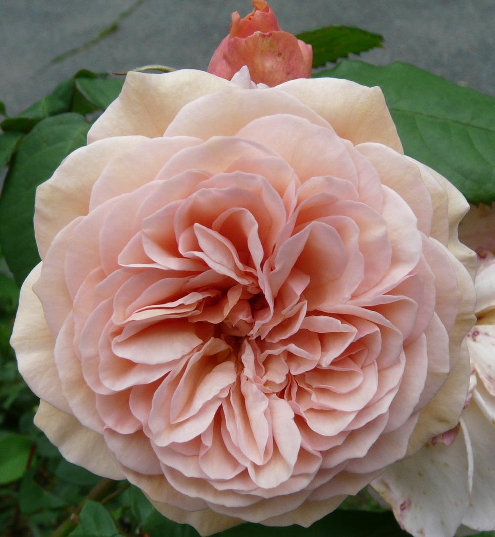 Photo of Rose (Rosa 'Sangerhauser Jubilaumsrose') uploaded by kassiap