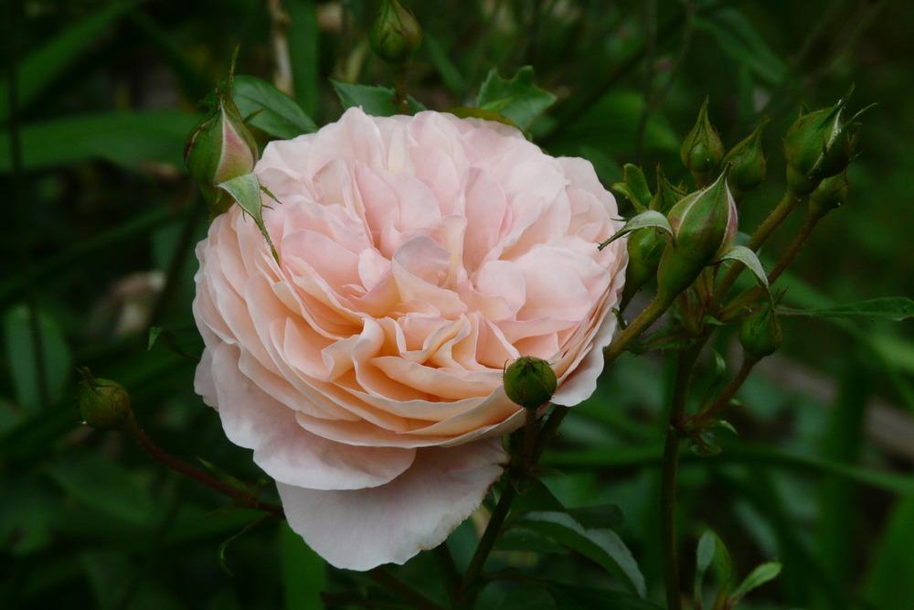 Photo of English Shrub Rose (Rosa 'Evelyn') uploaded by kassiap
