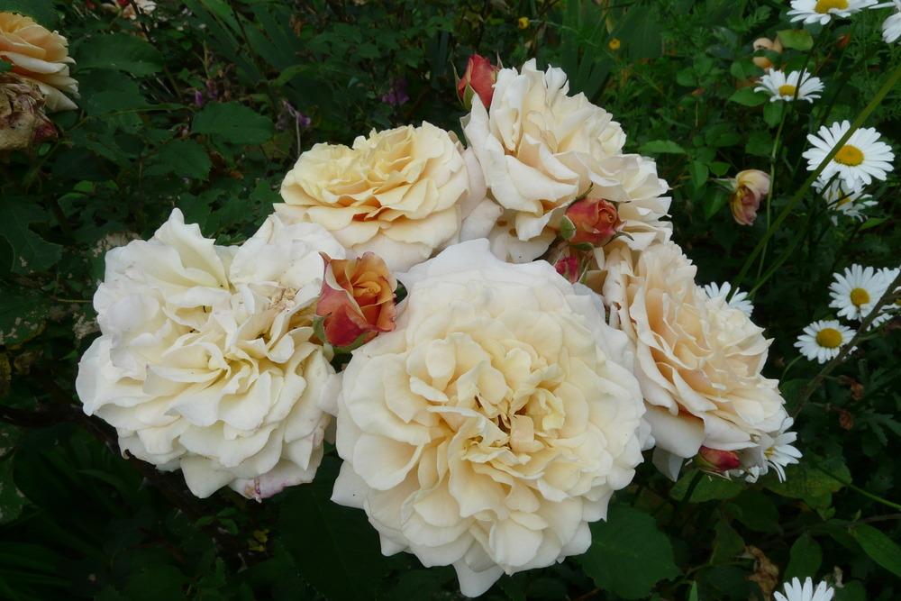 Photo of Rose (Rosa 'Caramella') uploaded by kassiap