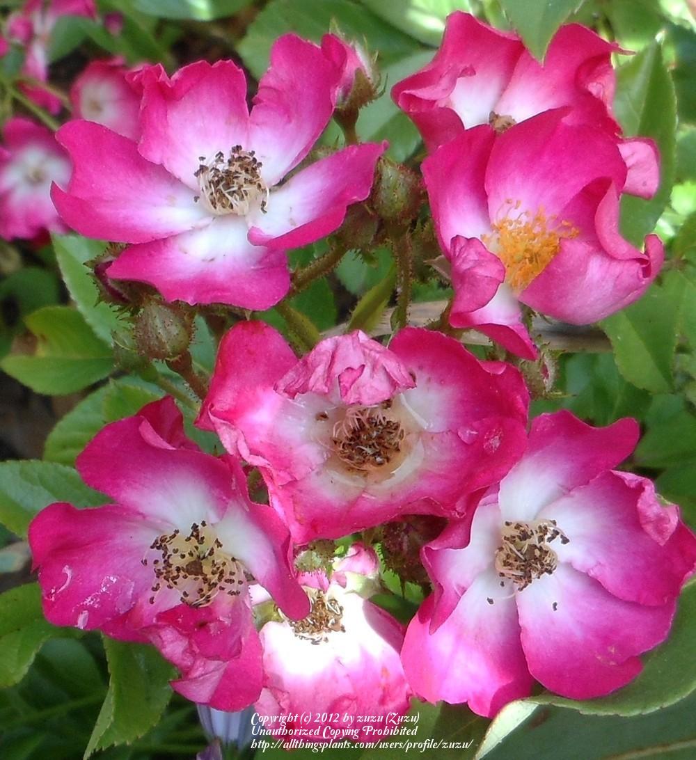 Photo of Rose (Rosa 'Marjorie Fair') uploaded by zuzu