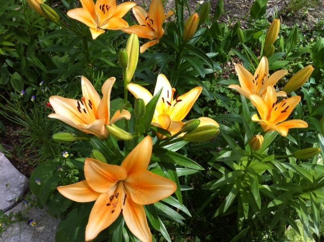 Photo of Lily (Lilium 'Salmon Classic') uploaded by Ispahan