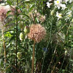 Location: Chicago, IL
Date: 2012-06-14 
Drumstick allium buds with Allium 'Globemaster' spent flower head