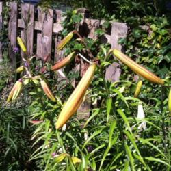 Location: Chicago, IL
Date: 2012-06-14 
'Golden Splendor' buds on first year stems approaching 6 feet tal