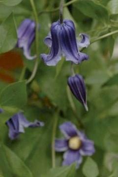 Photo of Clematis 'Roguchi' uploaded by Joy