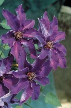 Photo of Clematis 'The President' uploaded by Joy