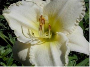 Photo of Daylily (Hemerocallis 'Whiter Shade') uploaded by Joy
