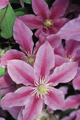Photo of Clematis Sugar Candy™ uploaded by Joy