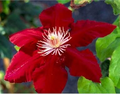 Photo of Clematis Rebecca™ uploaded by Joy
