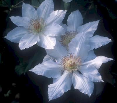 Photo of Clematis Hyde Hall™ uploaded by Joy