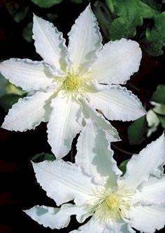 Photo of Clematis 'Gillian Blades' uploaded by Joy