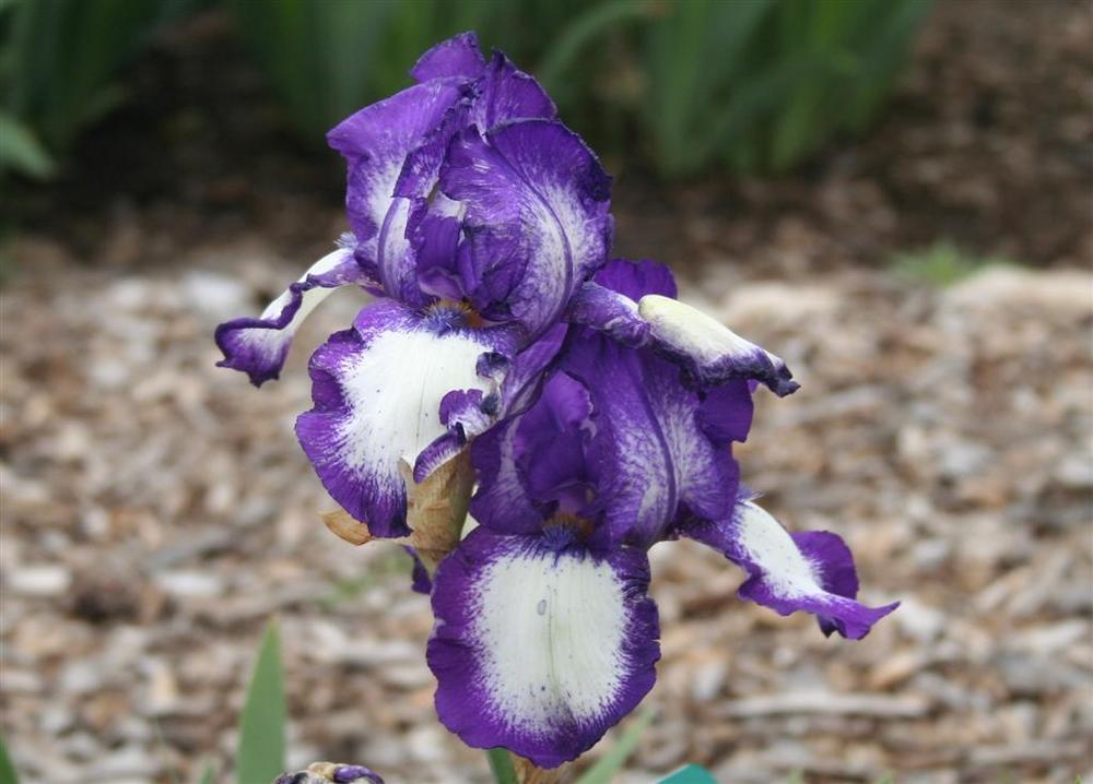 Photo of Tall Bearded Iris (Iris 'Stepping Out') uploaded by KentPfeiffer