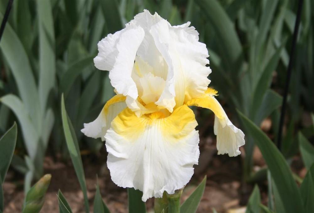 Photo of Tall Bearded Iris (Iris 'Sunny Shoulders') uploaded by KentPfeiffer