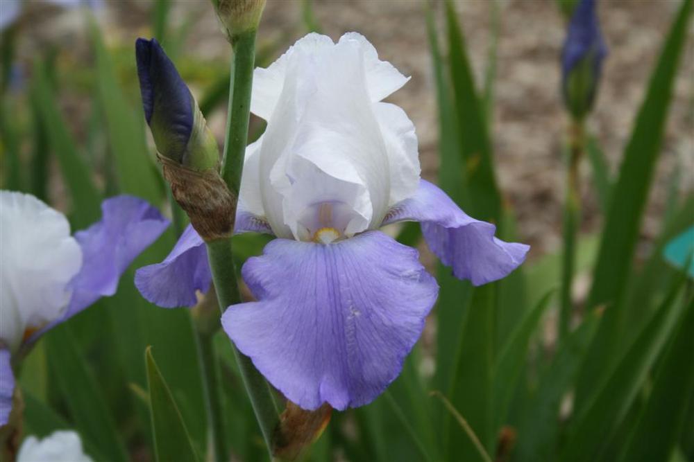 Photo of Tall Bearded Iris (Iris 'Whole Cloth') uploaded by KentPfeiffer