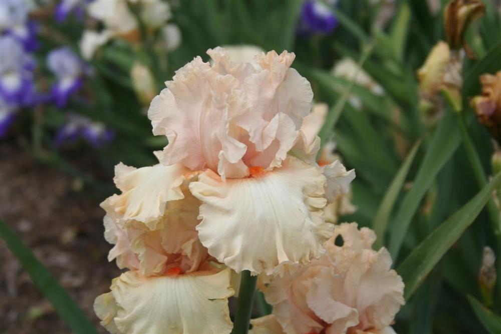 Photo of Tall Bearded Iris (Iris 'Wedding Belle') uploaded by KentPfeiffer