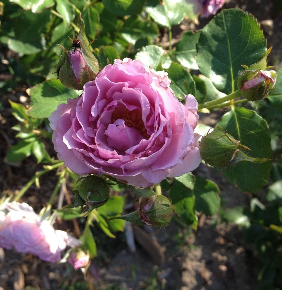 Photo of Rose (Rosa 'Silver Cloud') uploaded by Skiekitty
