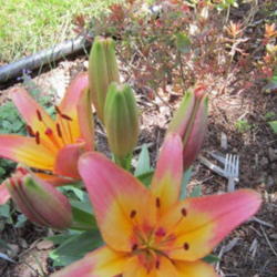 Location: Sun Zone 6a
Date: 2012-06-14
This lily has amazing color compatability with warm colored neutr