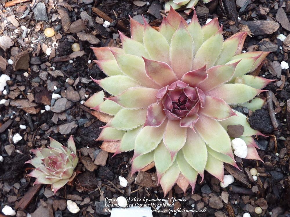 Photo of Hen and Chicks (Sempervivum 'Silver Spring') uploaded by sandnsea2