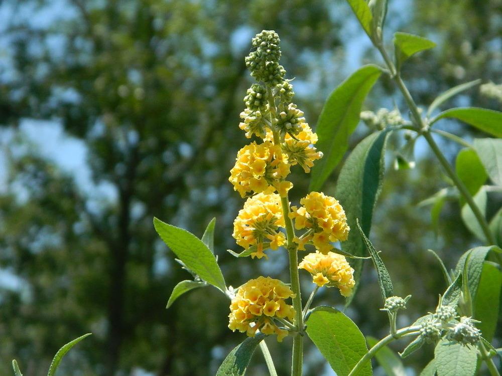 Photo of Butterfly Bush (Buddleja 'Honeycomb') uploaded by wildflowers