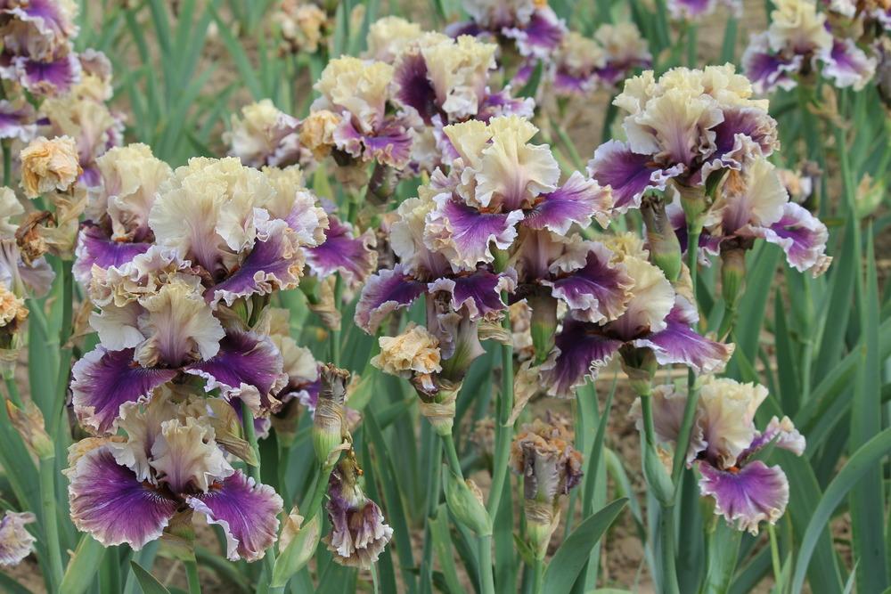 Photo of Tall Bearded Iris (Iris 'Smoke and Thunder') uploaded by ARUBA1334
