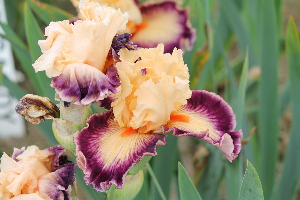 Photo of Tall Bearded Iris (Iris 'Uninhibited') uploaded by ARUBA1334