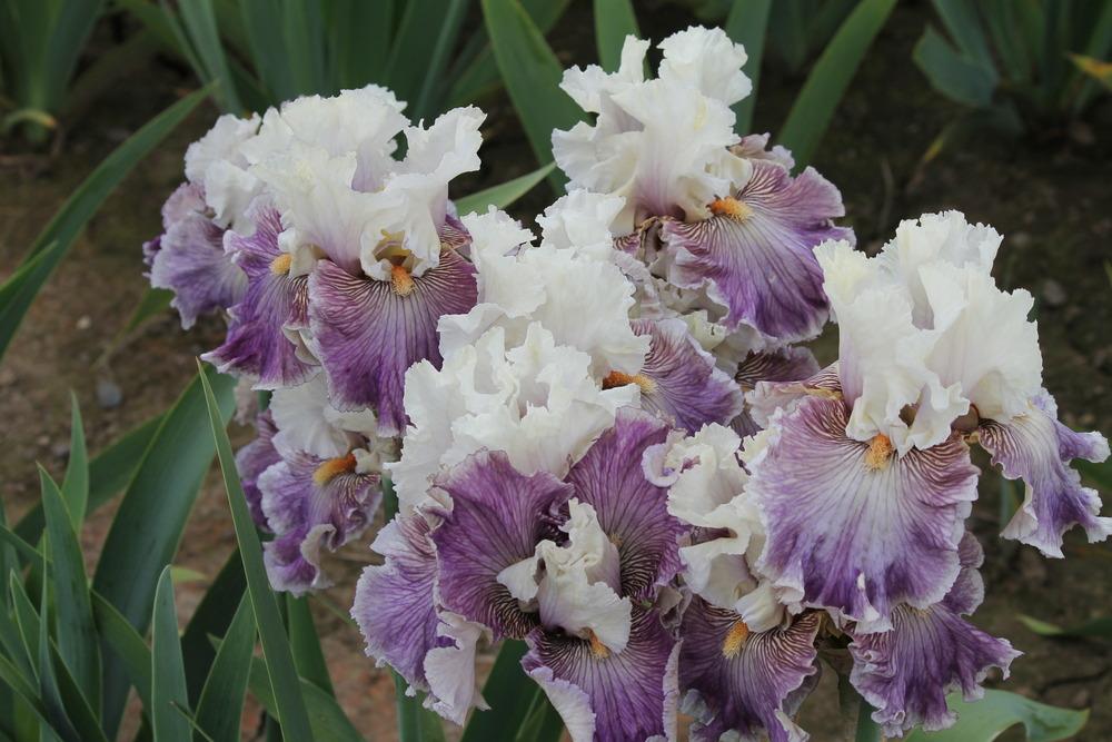 Photo of Tall Bearded Iris (Iris 'Reckless in Denim') uploaded by ARUBA1334