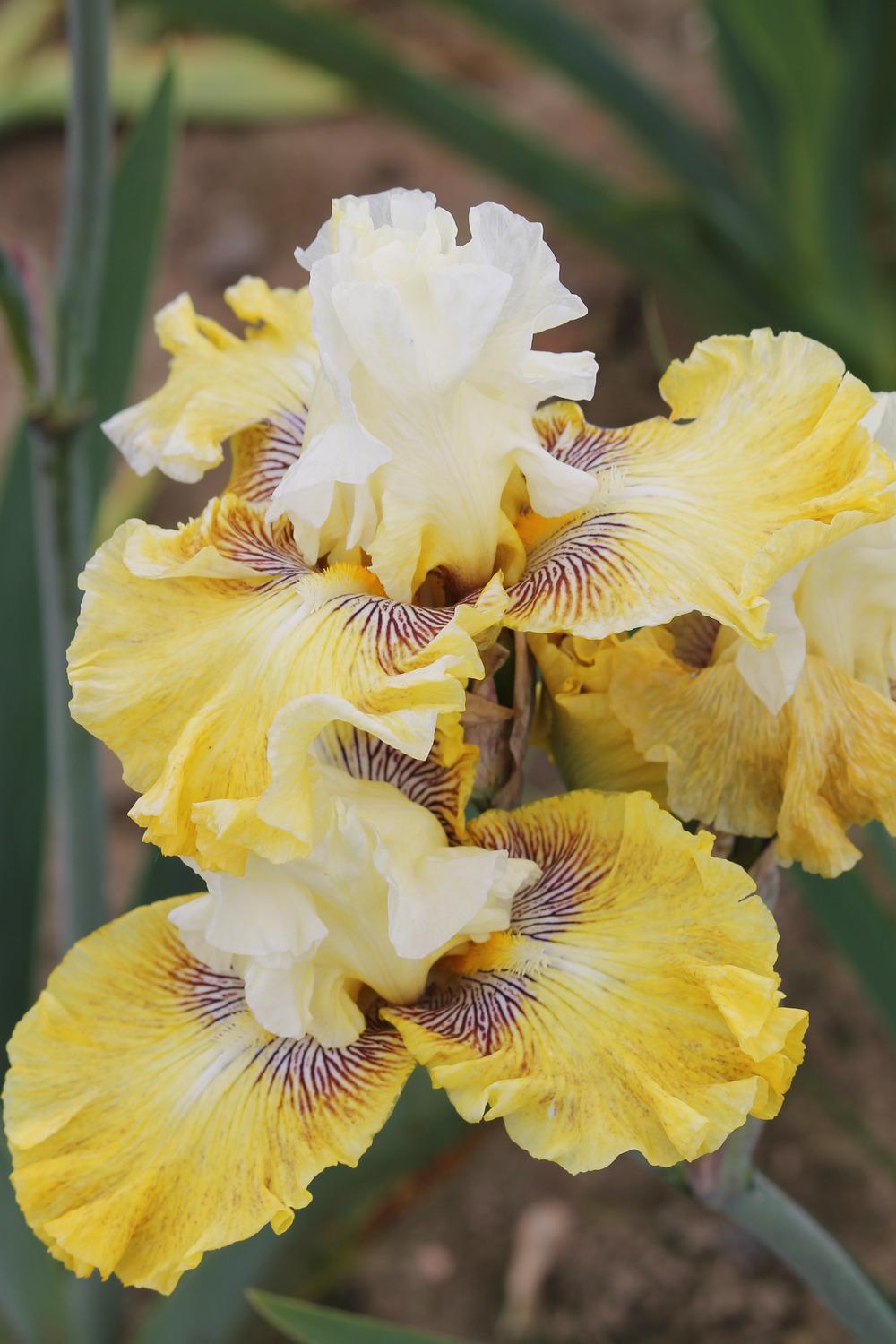 Photo of Tall Bearded Iris (Iris 'Fancy a Flutter') uploaded by ARUBA1334