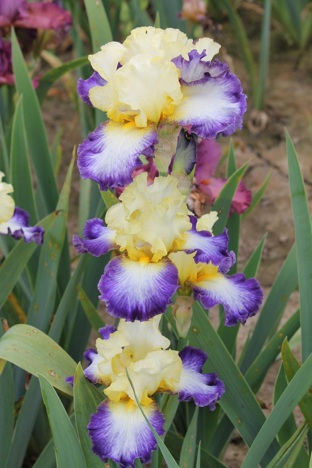 Photo of Tall Bearded Iris (Iris 'Bel Avenir') uploaded by ARUBA1334
